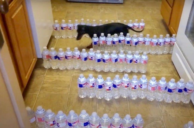 ダックスフンド,動画