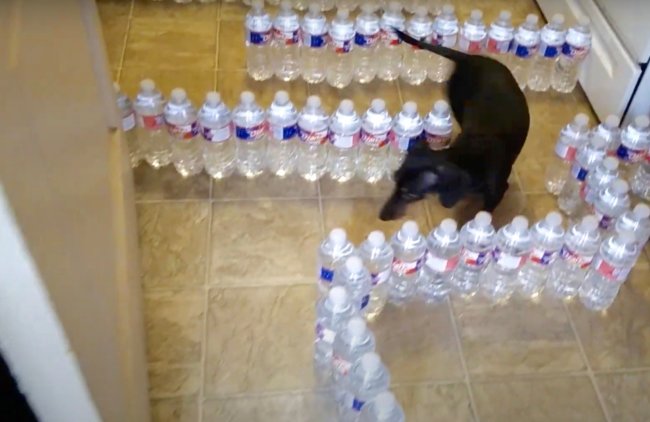 ダックスフンド,動画