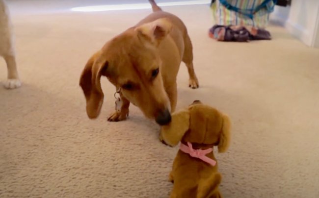 ダックスフンド,動画