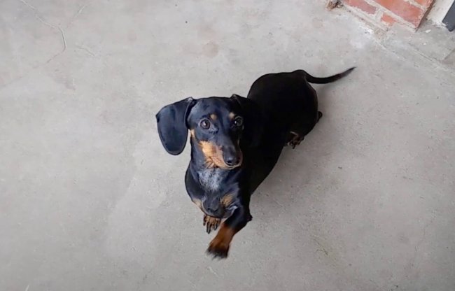 ダックスフンド,動画