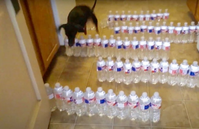 ダックスフンド,動画