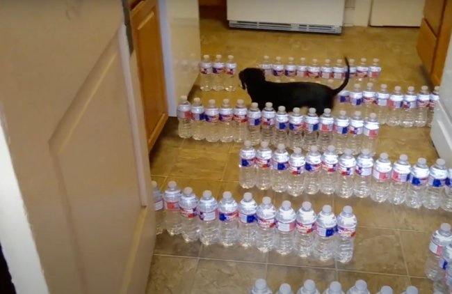 ダックスフンド,動画