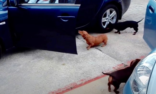 ダックスフンド,動画