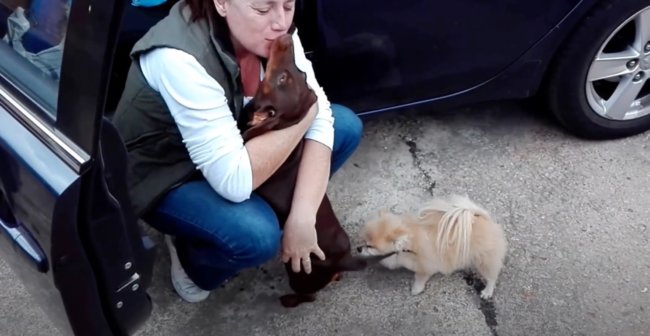 ダックスフンド,動画