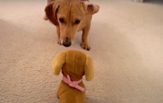 ダックスフンド,動画