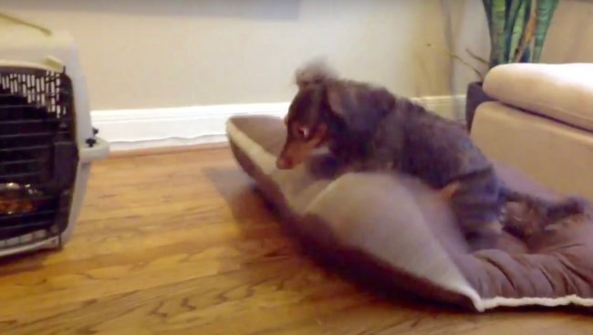 ダックスフンド,動画