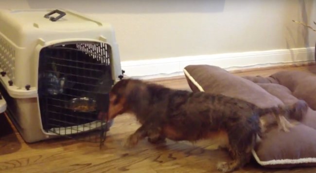 ダックスフンド,動画