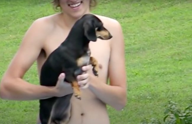 ダックスフンド,動画