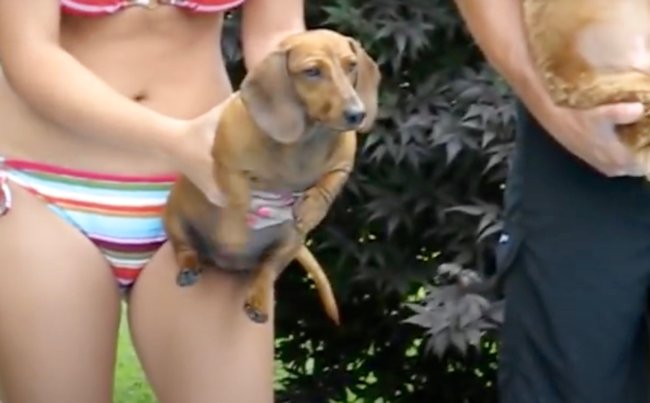 ダックスフンド,動画