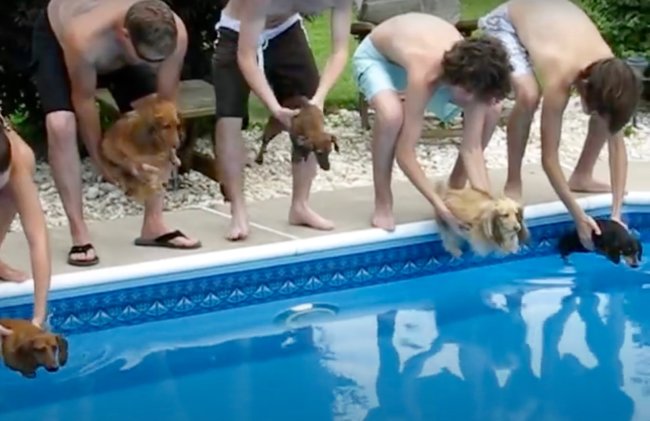 ダックスフンド,動画