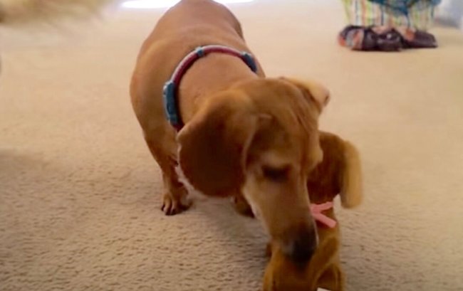 ダックスフンド,動画