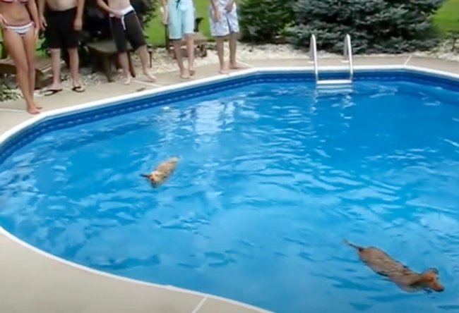 ダックスフンド,動画