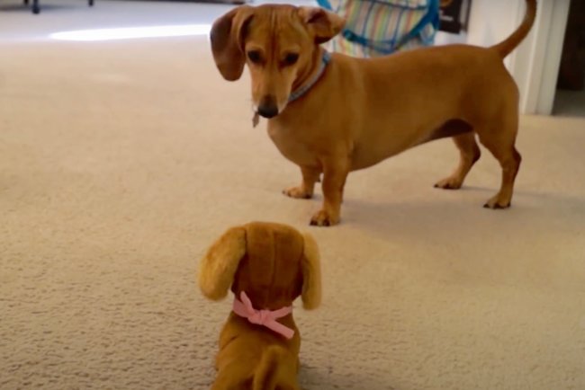 ダックスフンド,動画