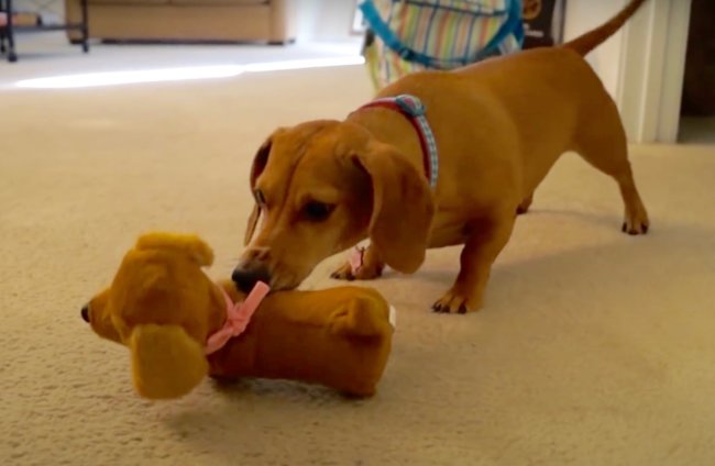 ダックスフンド,動画