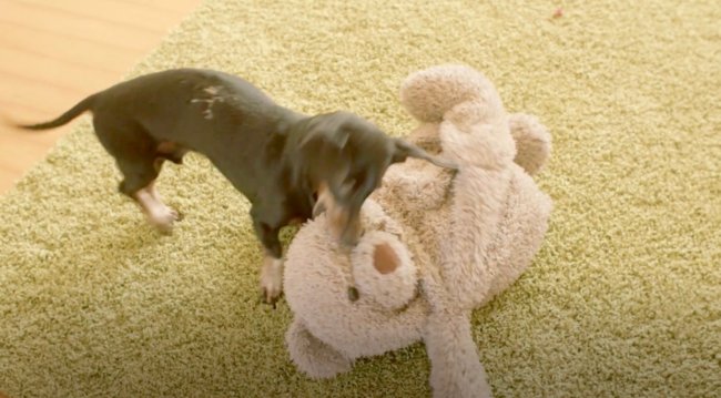 ダックスフンド,動画