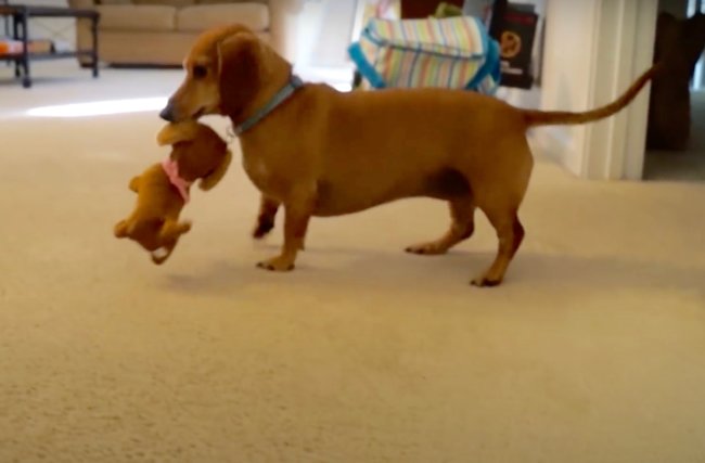 ダックスフンド,動画