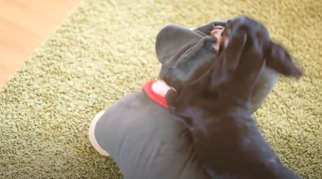 ダックスフンド,動画