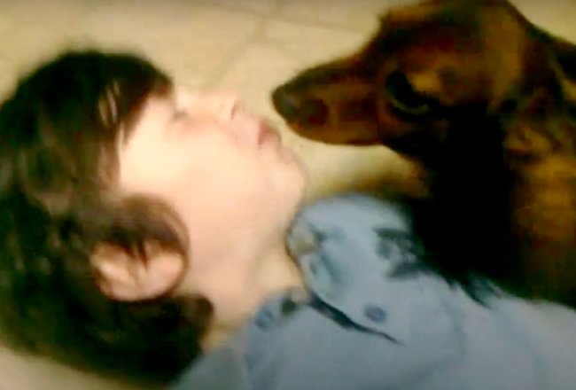 ダックスフンド,動画