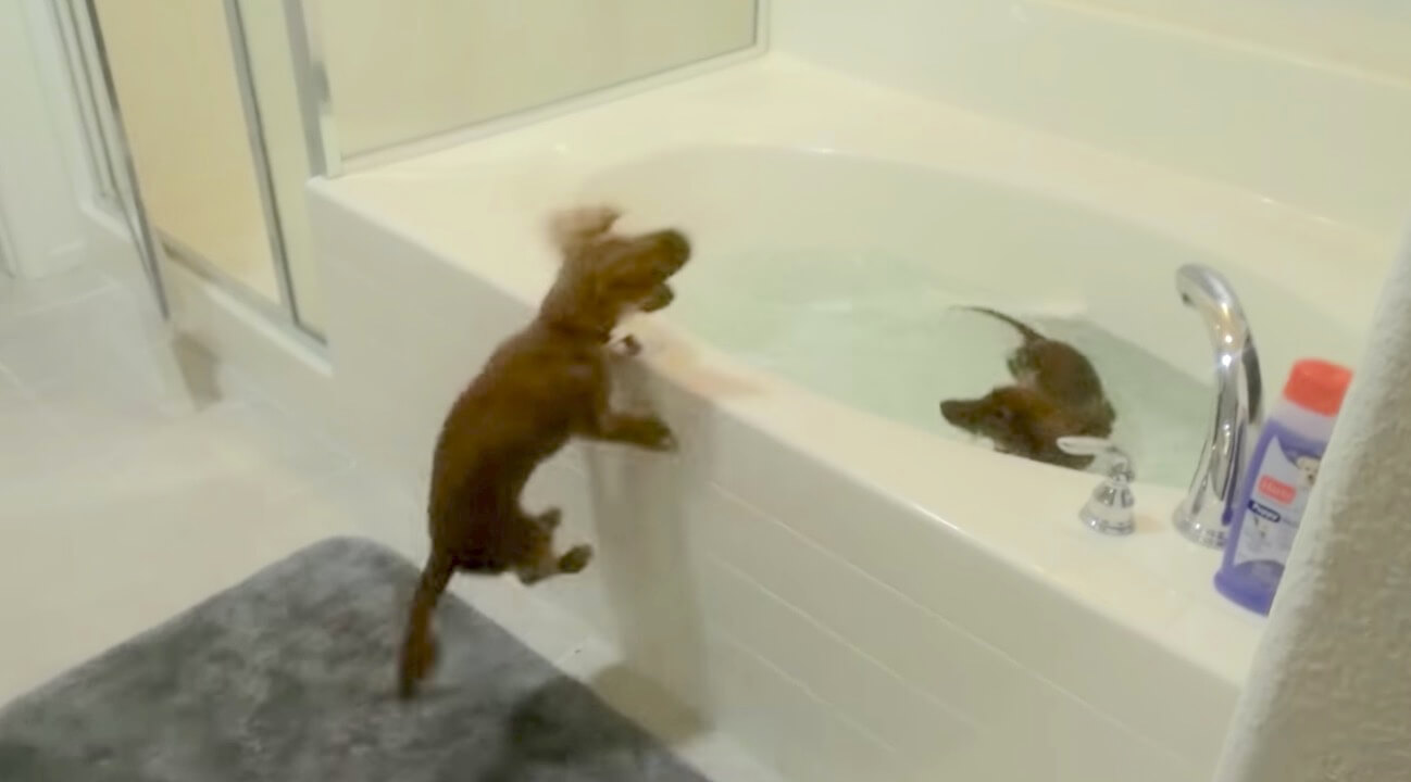 ダックスフンド,動画