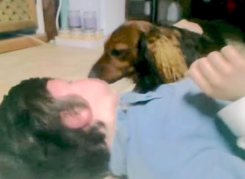 ダックスフンド,動画