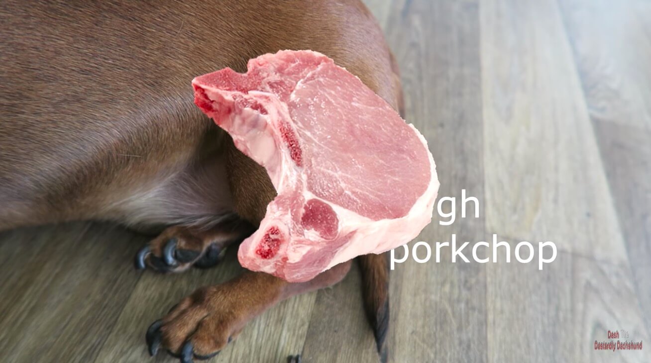 ダックスフンド,動画