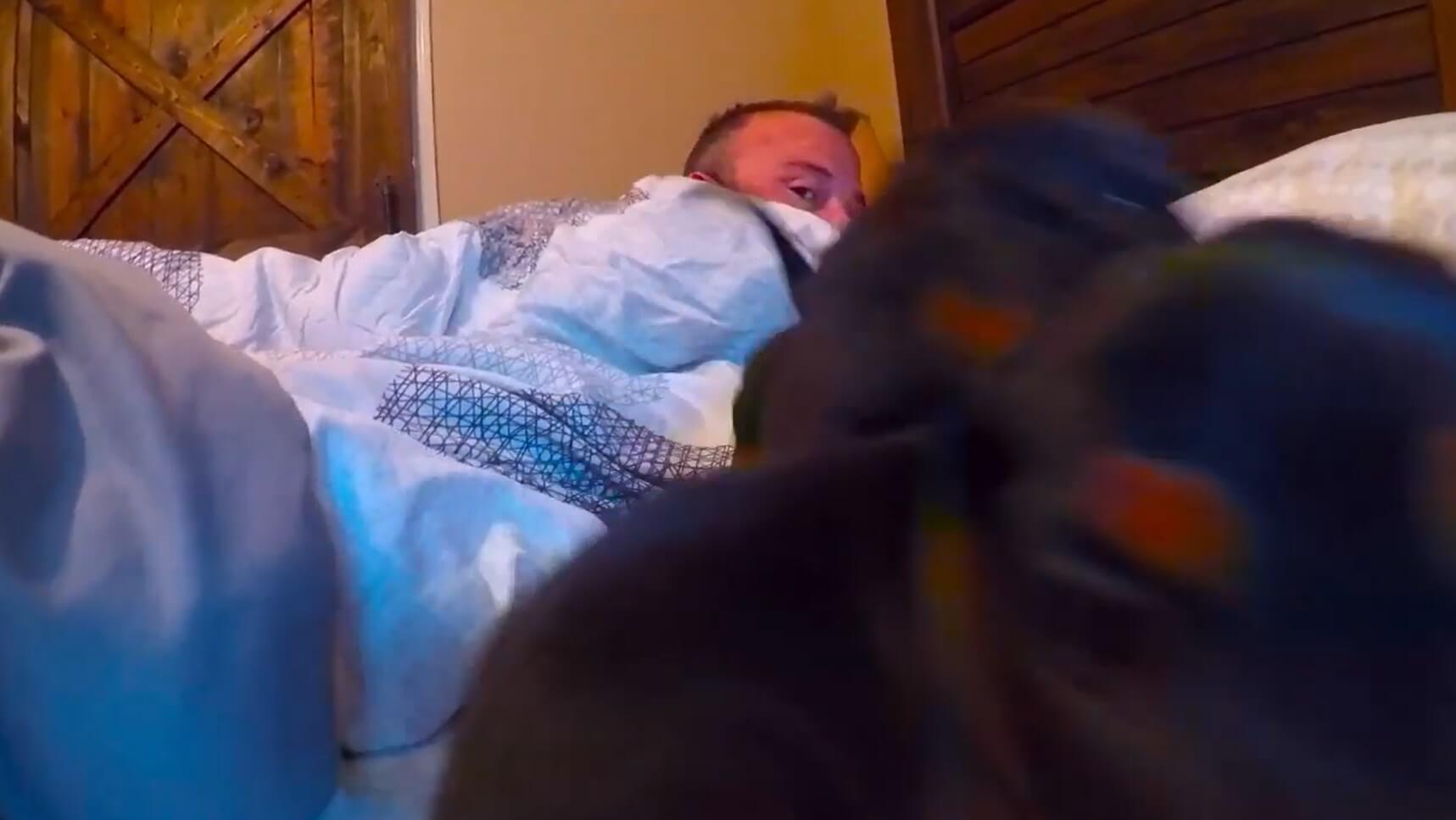 ダックスフンド,動画