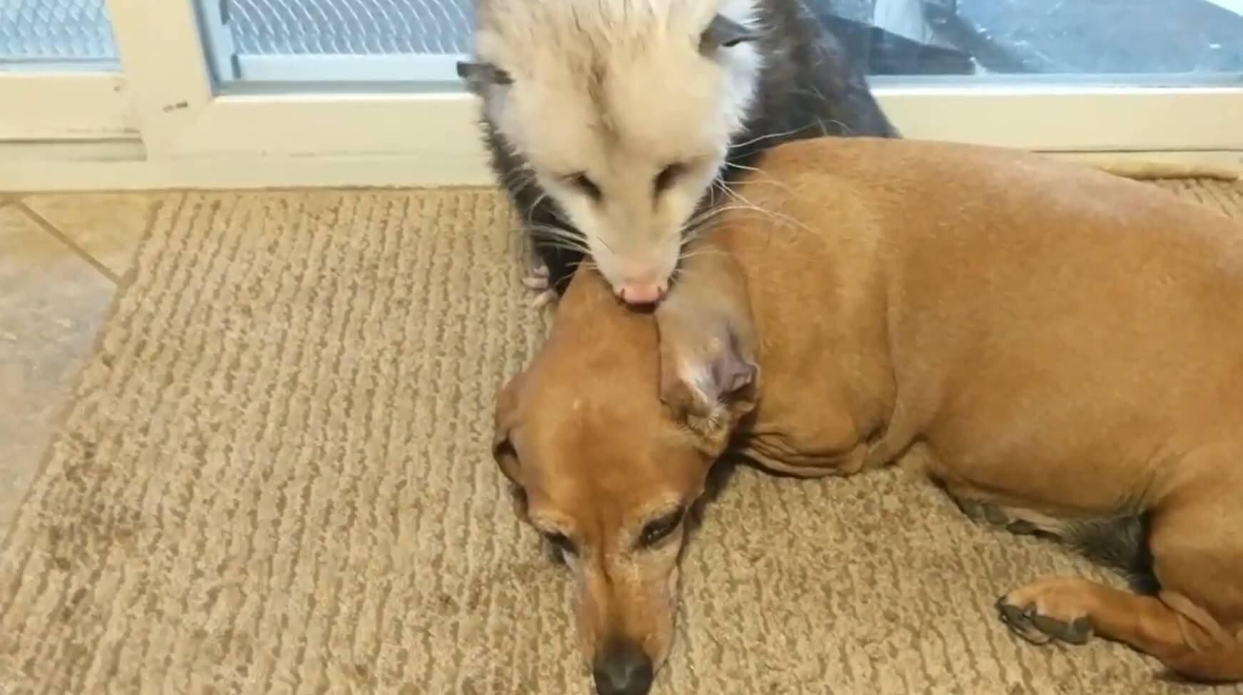 ダックスフンド,動画