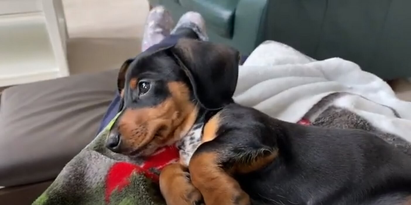 ダックスフンド,動画