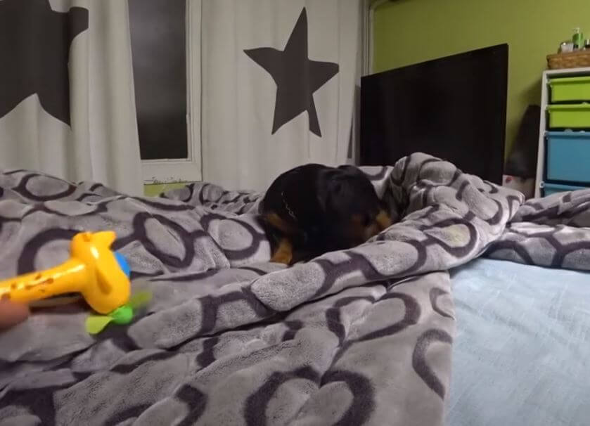 ダックスフンド,動画