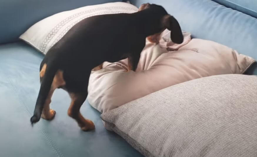 ダックスフンド,動画