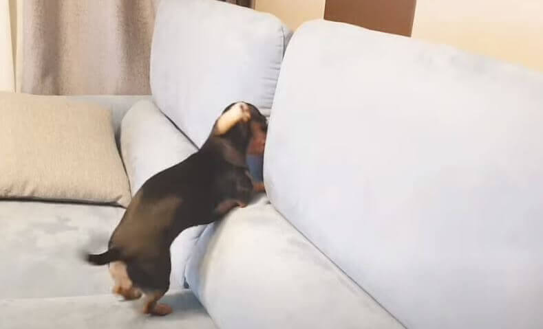 ダックスフンド,動画