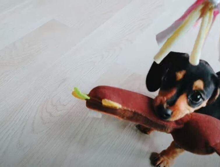 ダックスフンド,動画