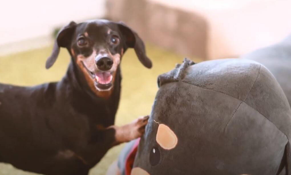 ダックスフンド,動画