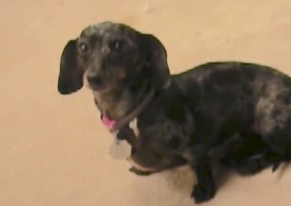 ダックスフンド,動画