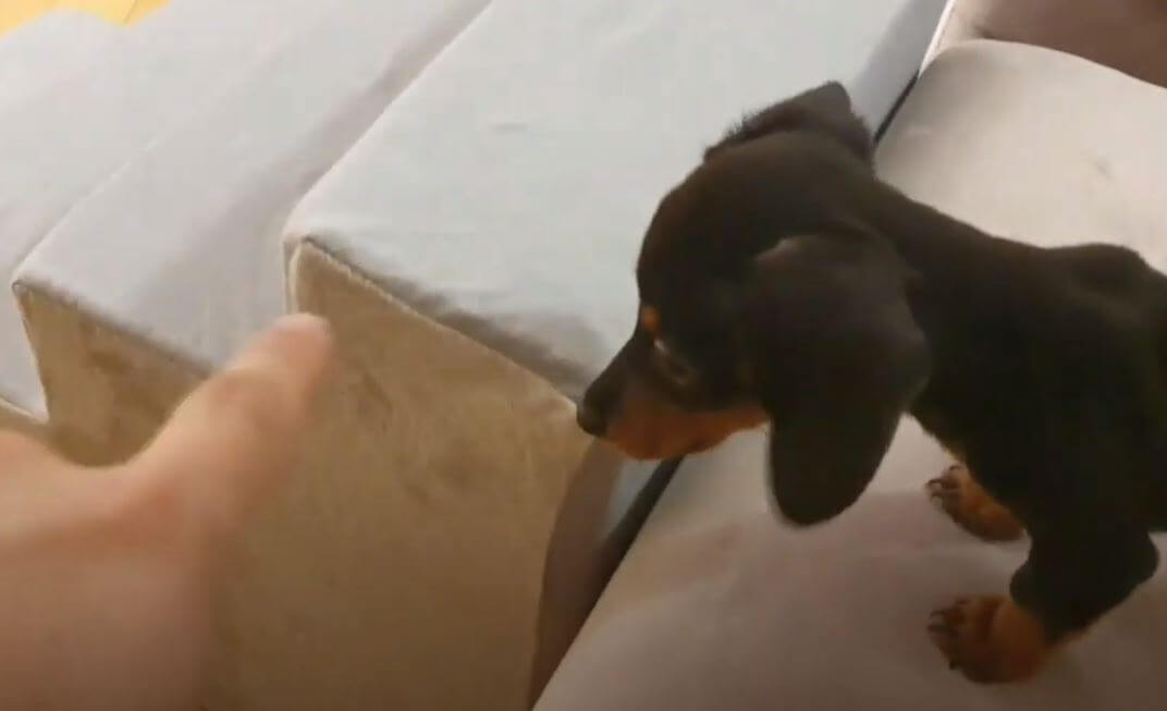 ダックスフンド,動画