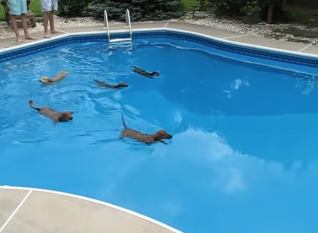 ダックスフンド,動画