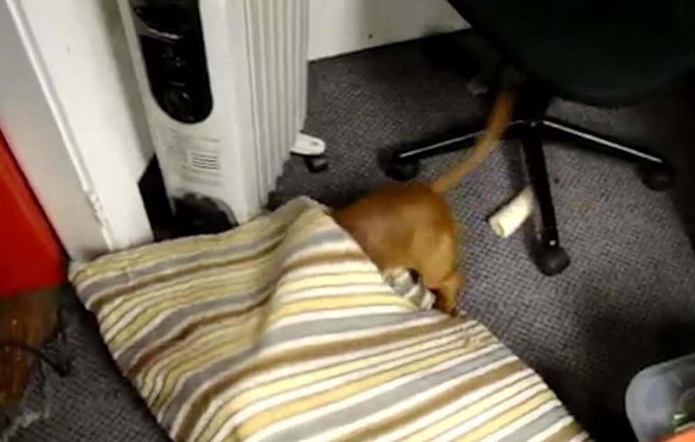 ダックスフンド,動画