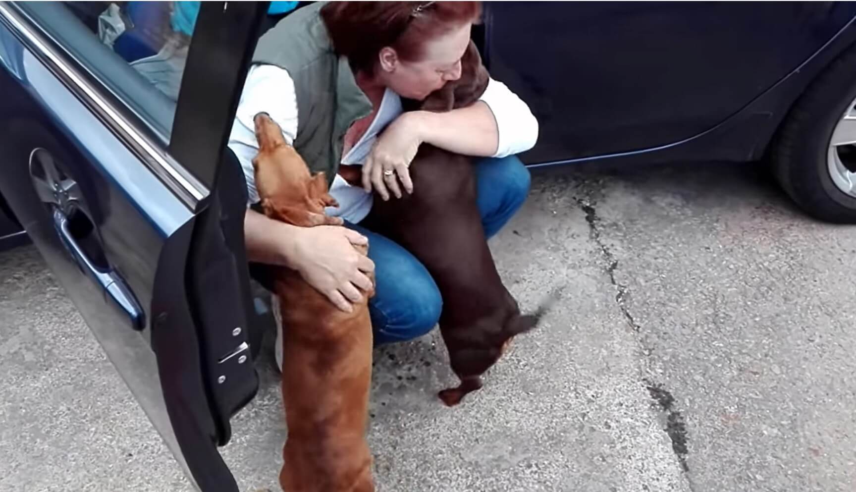 ダックスフンド,動画