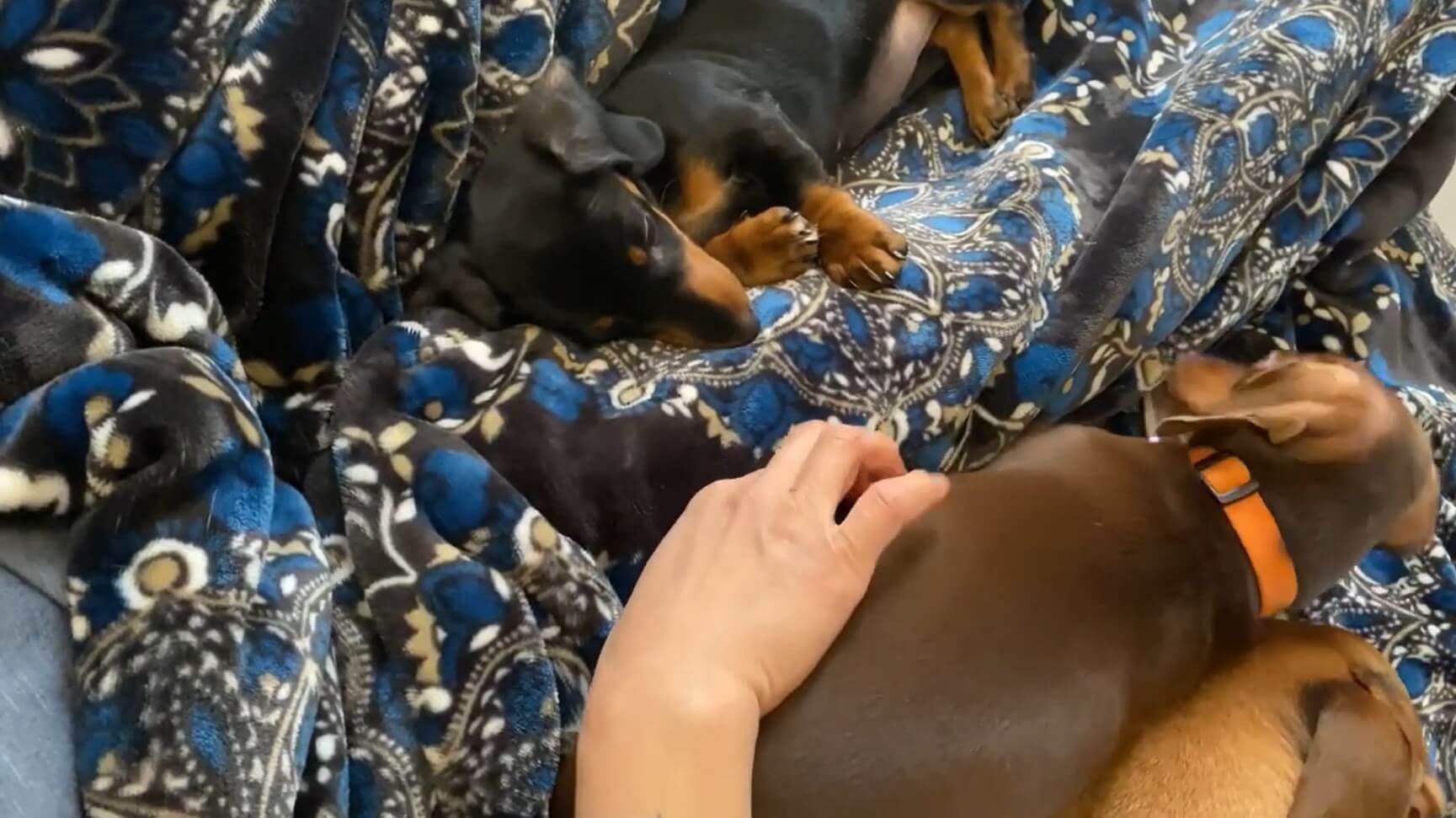 ダックスフンド,動画