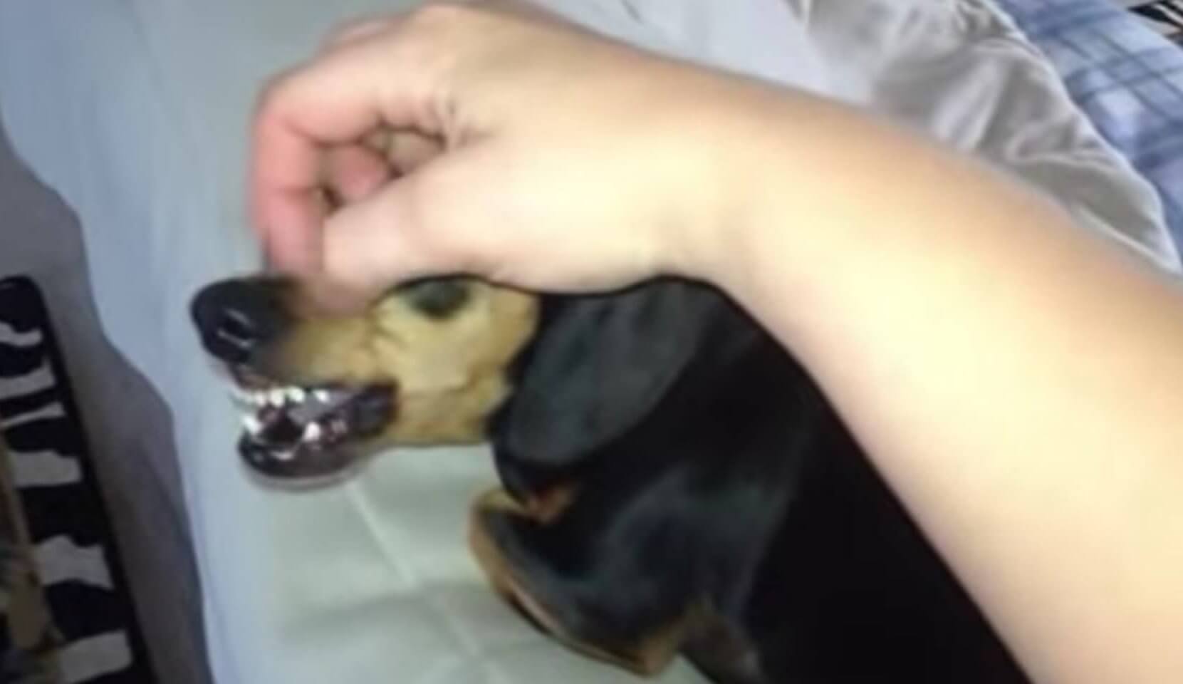 ダックスフンド,動画