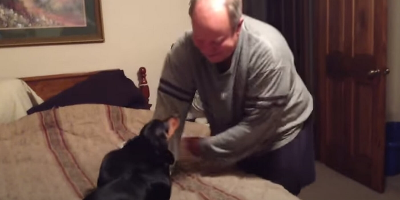 ダックスフンド,動画