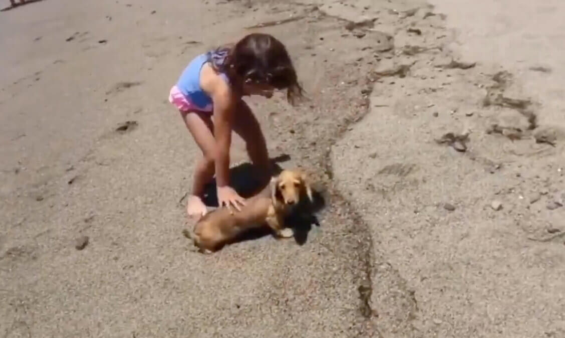 ダックスフンド,動画