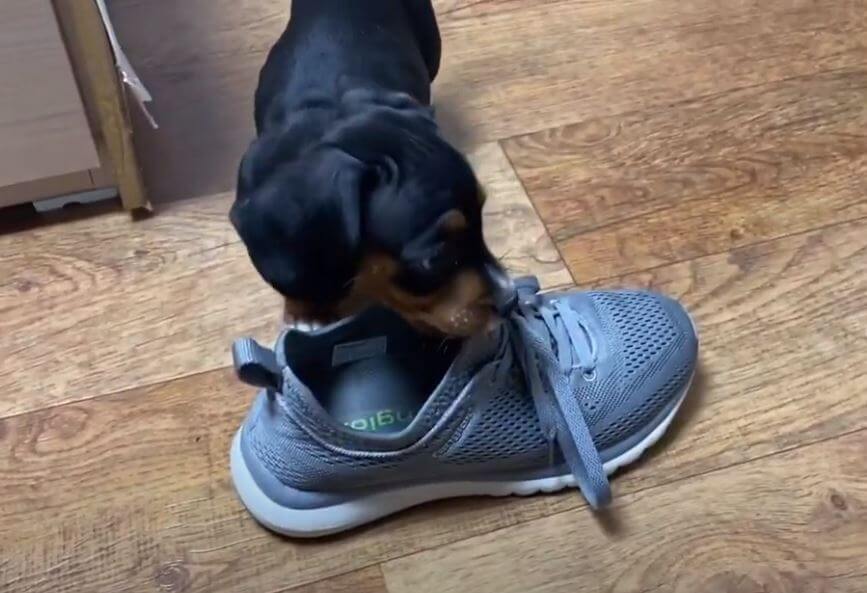 ダックスフンド,動画