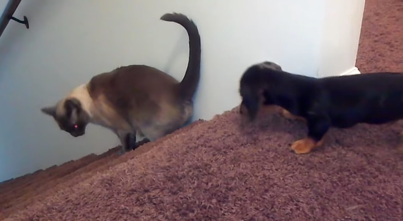 ダックスフンド,動画