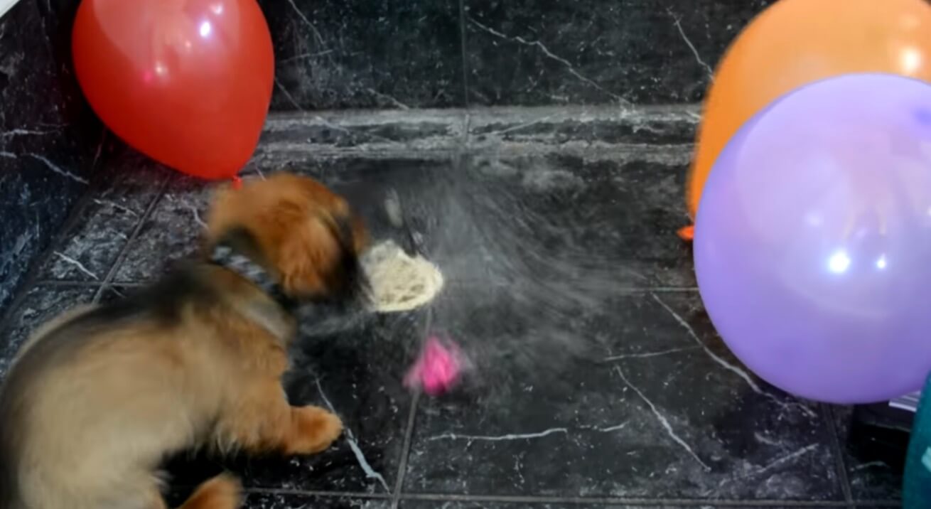 ダックスフンド,動画