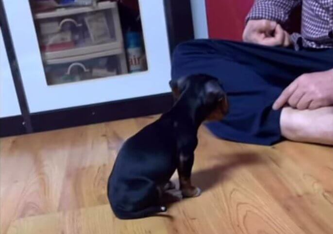 ダックスフンド,動画