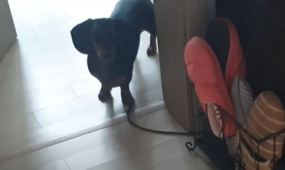 ダックスフンド,動画