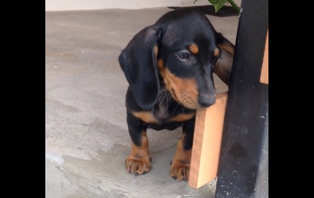 ダックスフンド,動画