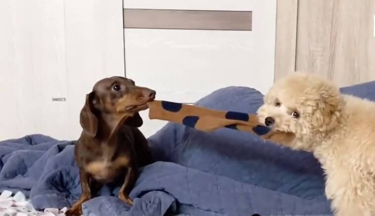 ダックスフンド,動画