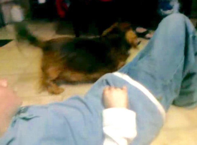 ダックスフンド,動画